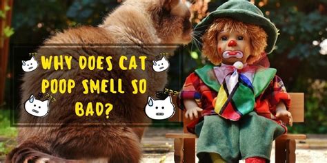Food smells can be rotten and mask the scent of more serious problems. Why Does Cat Poop Smell So Bad? The Apt Ways To Deal With ...