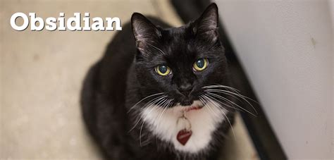 Today is designated as national black cat appreciation day. Celebrate Black Cat Appreciation Day on August 17! | ASPCA