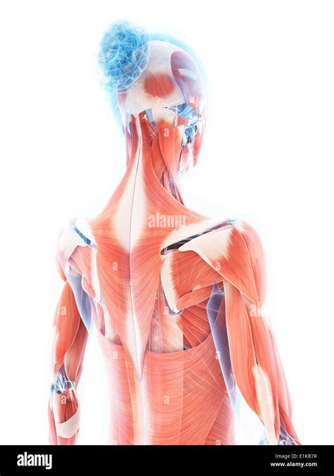 Female Muscular System Of The Back Computer Artwork Stock Photo Alamy