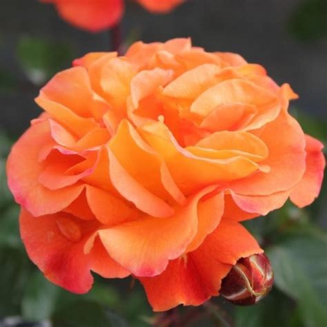 Precious Amber Rose Orange 75cm X 75cm Reinhard Noack 2000