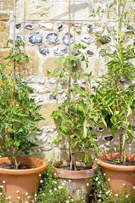 How To Prune Tomato Plants Homes And Gardens