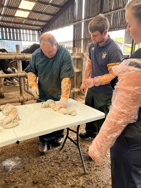 Artificial Insemination Course DIY Cow Artificial Insemination Training