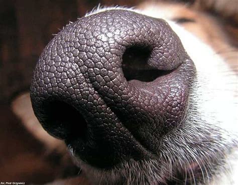 Dog Facts Things You Should Know About Your Dog