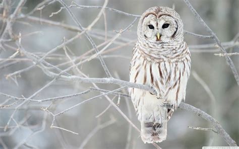 Welcome To Animal Cognizance Animals Living Through Winter Owl