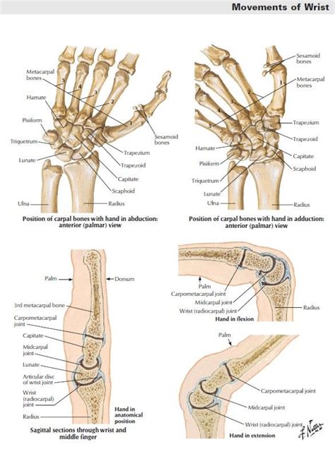 Human Skeleton Wrist Anatomy Upper Limb Anatomy Radius And Ulna
