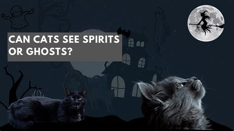 Can Cats See Spirits Or Ghosts Youtube