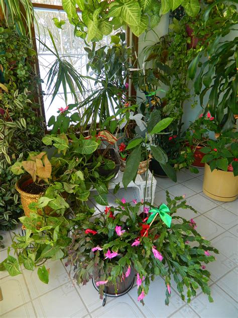 The christmas cactus blooms around christmas because the conditions at this time of year are often conducive to its blooming requirements. Christmas Cactus will Bloom Whenever They're Ready