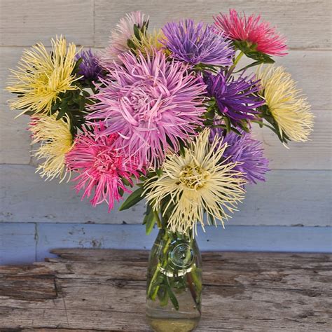 China Aster Valkyrie Mix The Flower Cartel