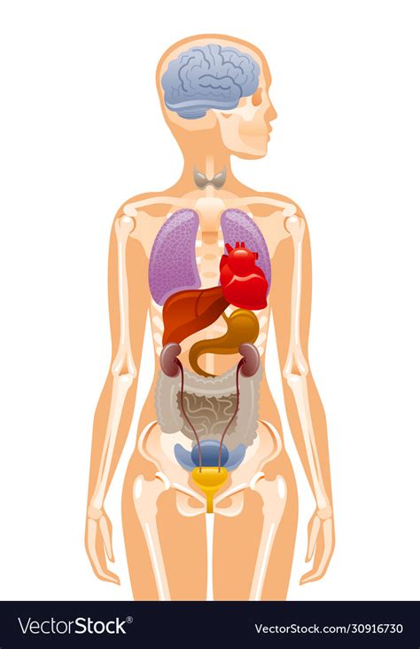 female human anatomy internal organs female abdominal anatomy and internal organs computer