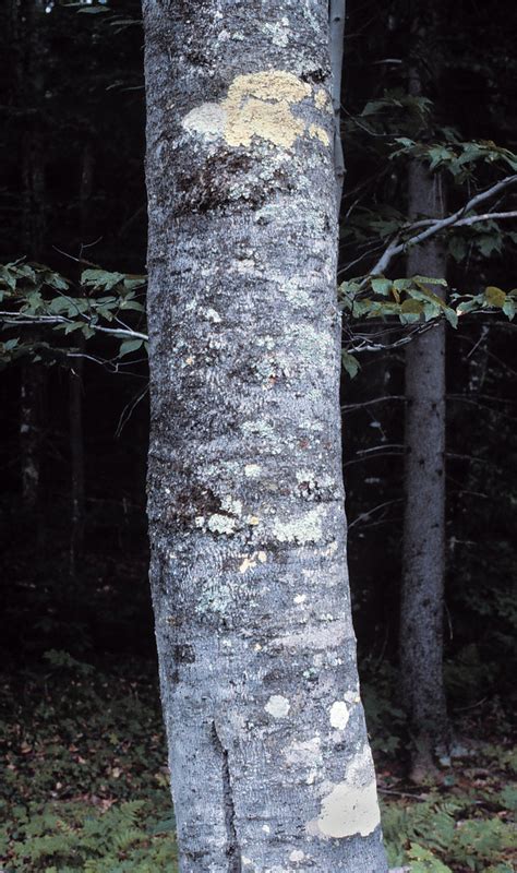 Fagus Grandifolia Bark Lichens Edit Judy Kelly Flickr
