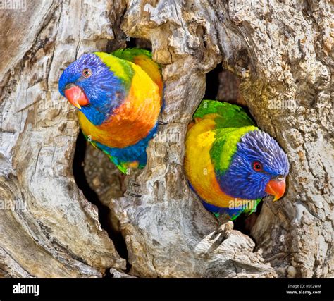 Two Rainbow Lorikeet Birds Trichoglossus Moluccanus Hi Res Stock