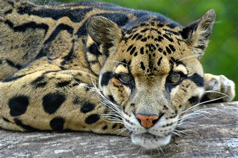 62 Clouded Leopard Wallpapers On Wallpaperplay Clouded Leopard Big
