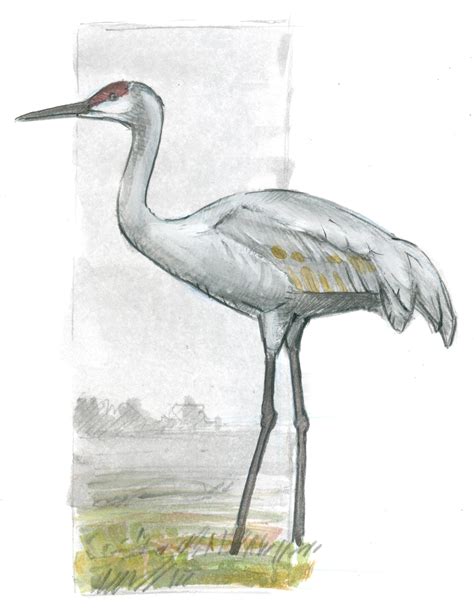 How to Draw a Sandhill Crane: Basic Lines - John Muir Laws