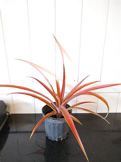 Ananas Bracteatus ‘ornamental Red Pineapple Plantvine