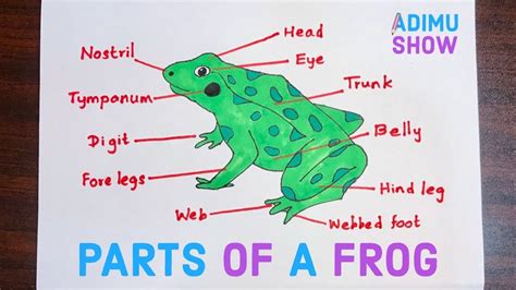 Frog Muscular System Labels
