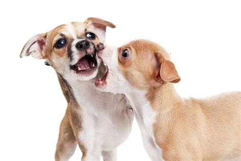 Two Puppy Dogs Play Fighting Stock Photo Image Of Isolated Bite