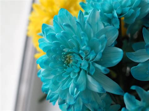 Beautiful Fresh Blue Chrysanthemum Flower Close Up Flower Background