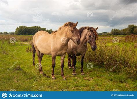 Two Konik Horses Standing Next To Each Other Stock Photo Image Of