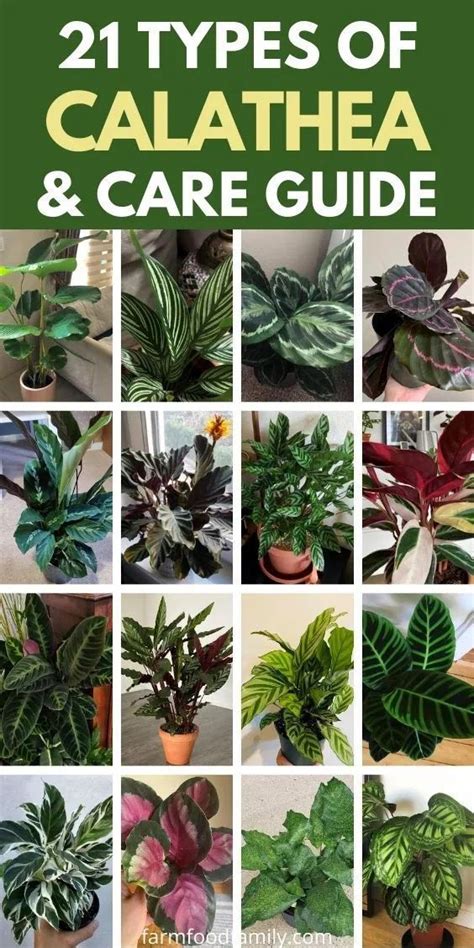 In Todays Calathea Types And Care Guide I Am Going To Talk About What