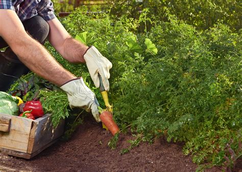We did not find results for: Eat Healthy With a Low-Cost Budget Through Vegetable ...