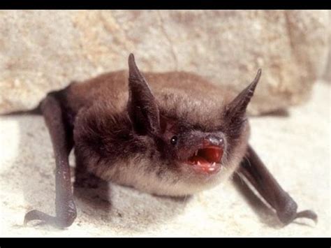 Maybe you would like to learn more about one of these? Bat Sounds in my Attic? Listen to brown bat vocalization ...