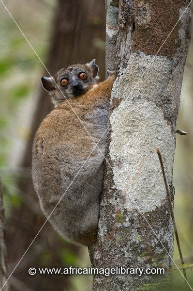 Photos And Pictures Of Red Tailed Sportive Lemur In A Tree Hole