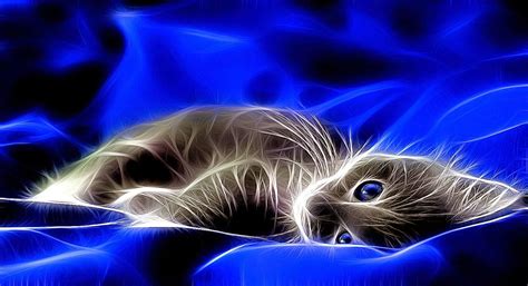 Cat With Lighting Around It Wallpapers Wallpaper Cave