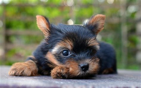 Download Wallpapers Yorkshire Terrier Puppy Cute Dog Yorkie Cute