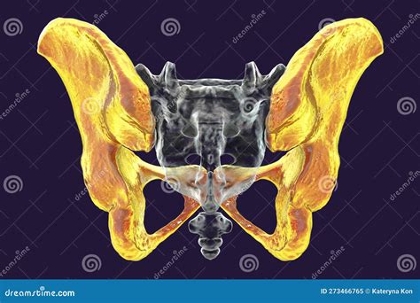 Anatomy Of The Coxal Bones Showcasing Their Intricate Details And