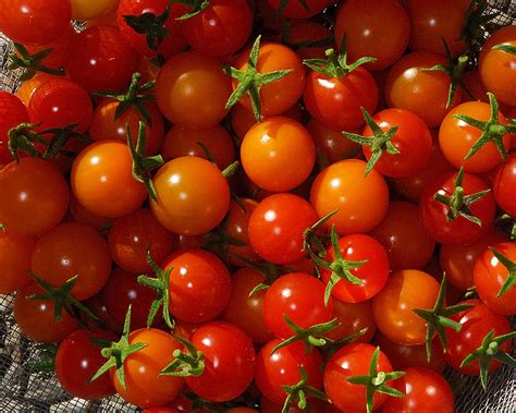 Burpee carnival mix sweet pepper seeds 100 seeds. Tomato Harvest | Curbstone Valley