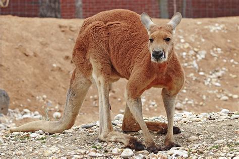 Filered Kangaroo Melbourne Zoo Wikimedia Commons