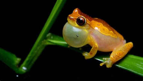 Amphibians Animals Wallpapers Gallery