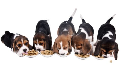Your puppy needs to eat and drink a lot to meet their nutritional needs! Bishop Ranch Veterinary Center: The Four "W's" of Puppy ...