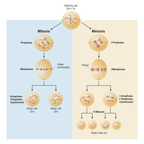 Mitosis Meiosis Illustrations Royalty Free Vector Graphics And Clip Art