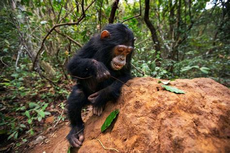 Chimps Have Local Culture Differences When It Comes To Eating Termites