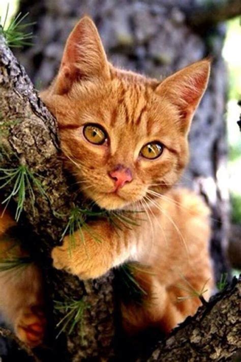 406 Best Ginger Kitties And Cats Images On Pinterest Kitty