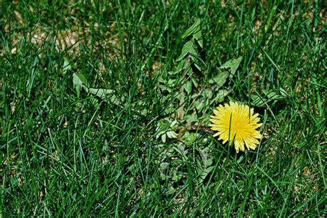 Find Out How To Identify Common Illinois Lawn Weeds Elite Lawn Care