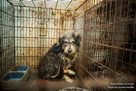 Heartwrenching Photos Show Dozens Of Dogs Rescued From Rusty Cages