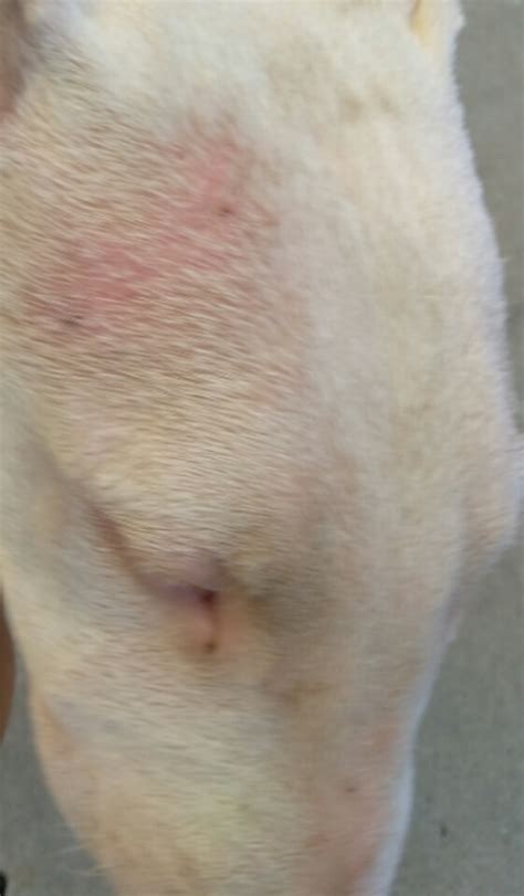 Bald Spots Scabbing — Strictly Bull Terriers