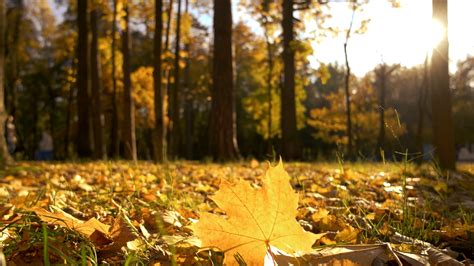 Yellow Autumn Leaves In Sunlight Carpet Of Stock Footage Sbv 329180842