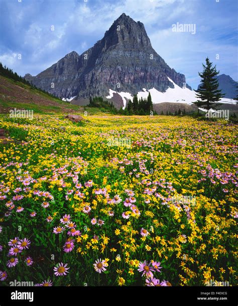 Usa Montana Glacier National Park Wildflowers Credit As