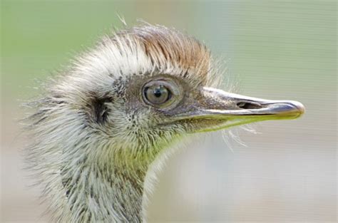 Ostrich Head Free Stock Photo Public Domain Pictures