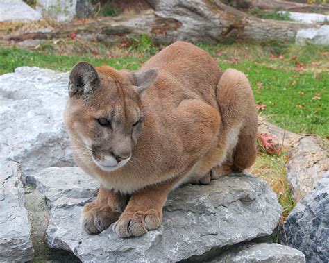 Cougar Wikipedia