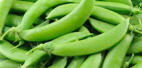 English peas, snow peas, and sugar snap peas. How to Grow and Harvest Sugar Snap Peas | Moms Simple Life