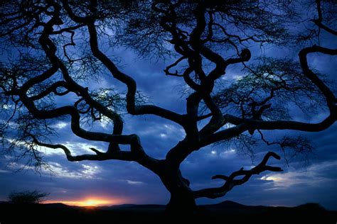 Free Photo Tree At Night Outdoor Single Sky Free Download Jooinn