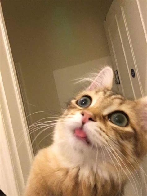 Derp Blep For Treats Rblep