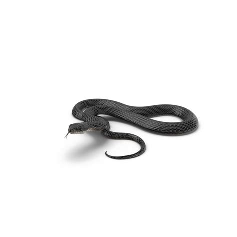 Black Mamba Snake Png | Free PNG and Transparent Images png image