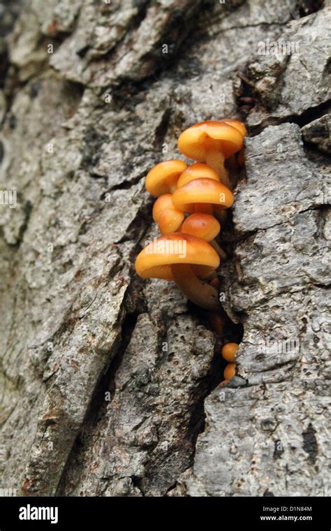 Orange Fungus Emerging From Tree Bark Stock Photo Alamy