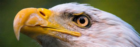 Birds flock to the island in large numbers to feed on its extensive mudflats. Migratory Bird Treaty Act Reform is for the Birds | Green ...