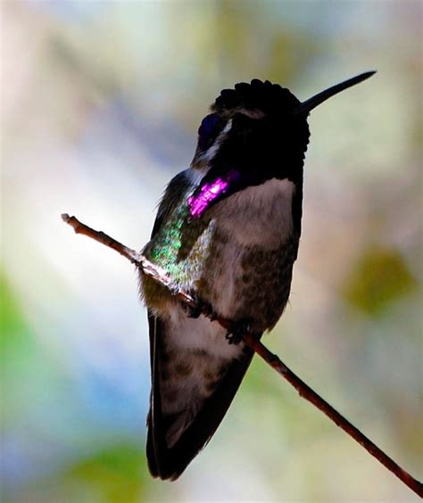 If you want them to come back year after year, then you should they like to bathe and have a good time just like other birds. Lucifer Hummingbird, Tucson, AZ | Nature | Pinterest ...